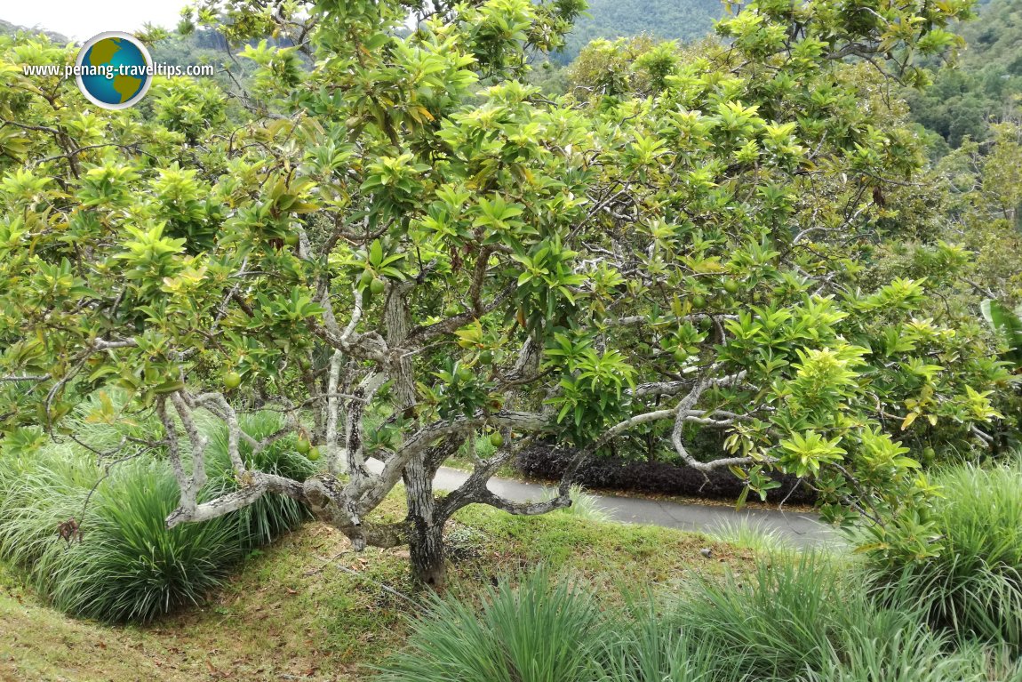 Tropical Fruit Farm Penang