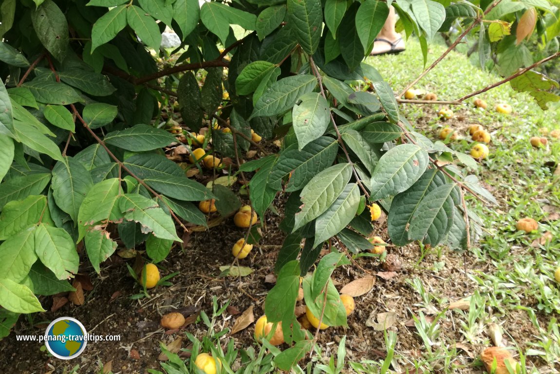 Tropical Fruit Farm Penang