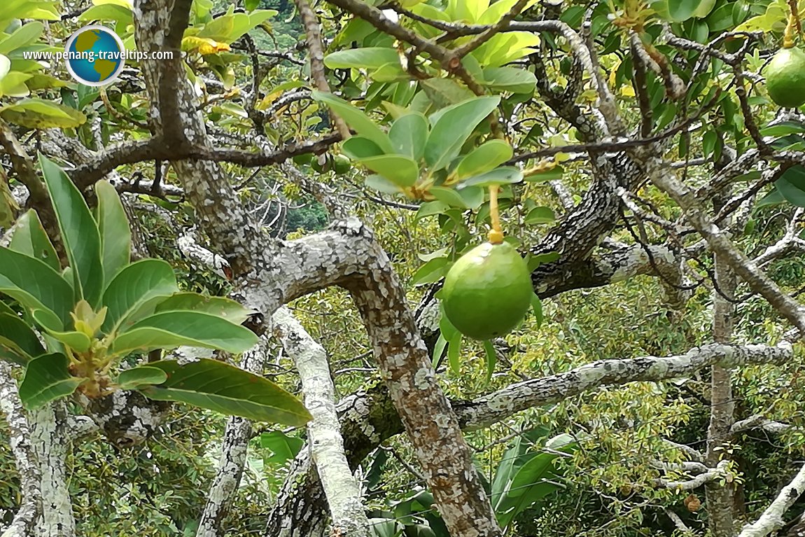 Tropical Fruit Farm Penang