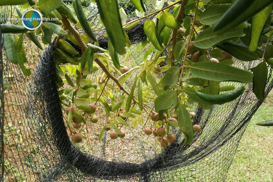 Tropical Fruit Farm Penang