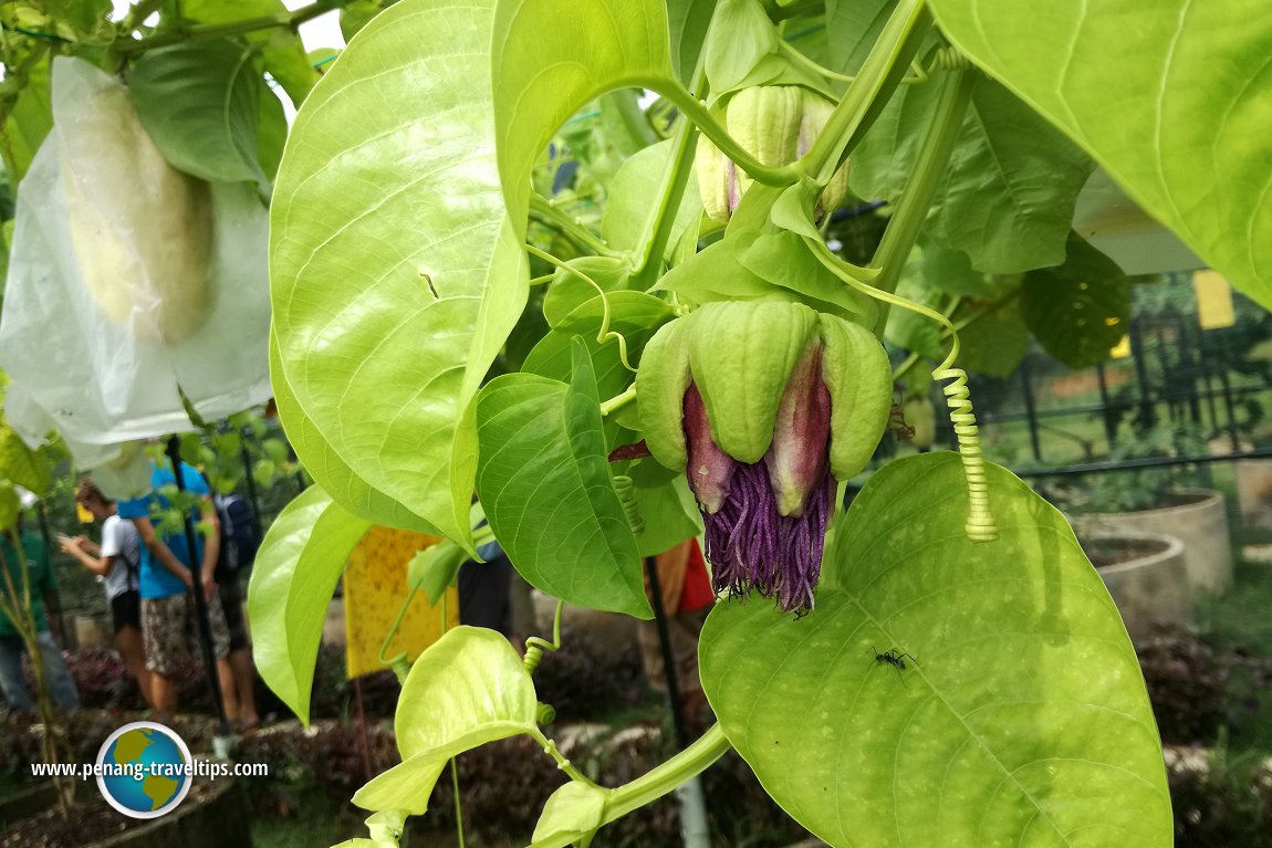 Tropical Fruit Farm Penang