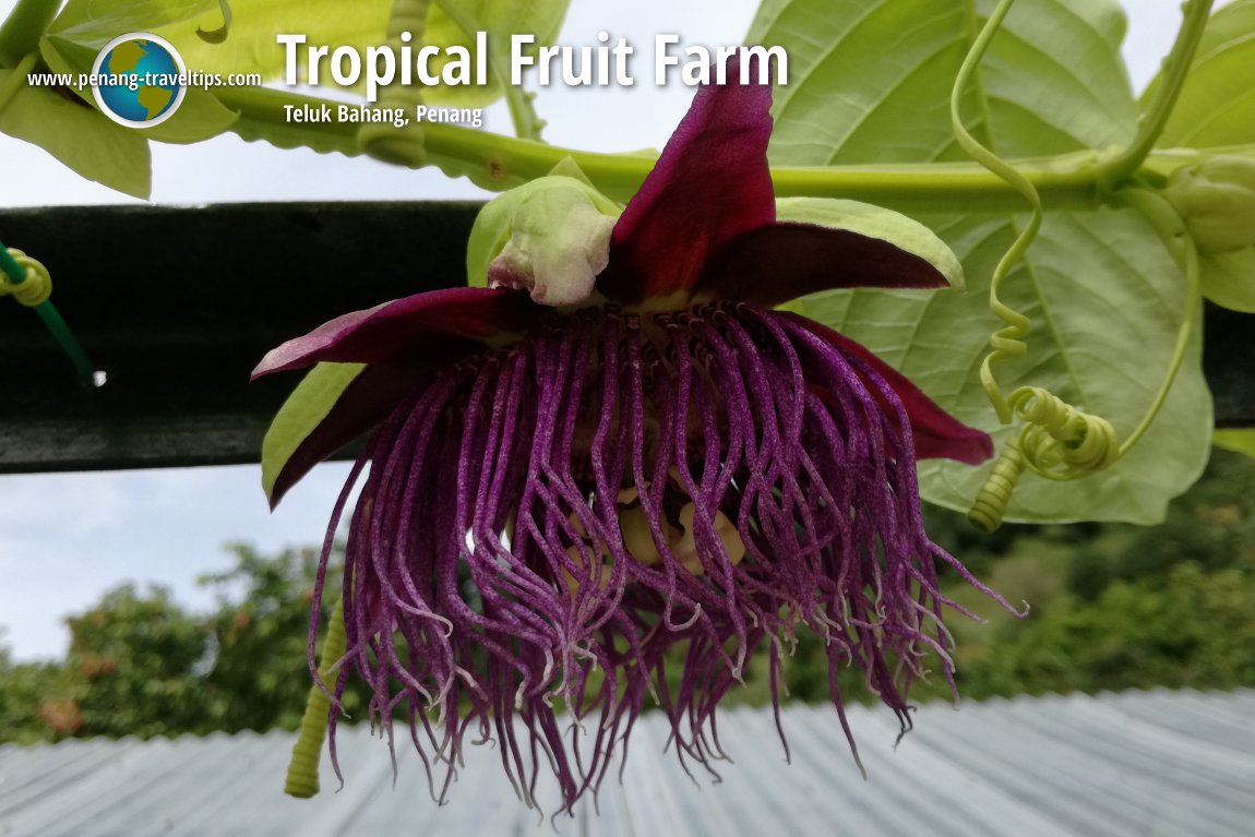 Tropical Fruit Farm Penang