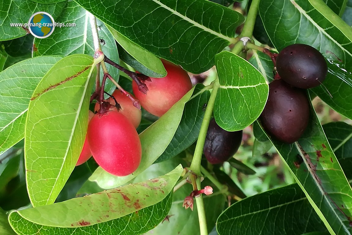 Tropical Fruit Farm Penang