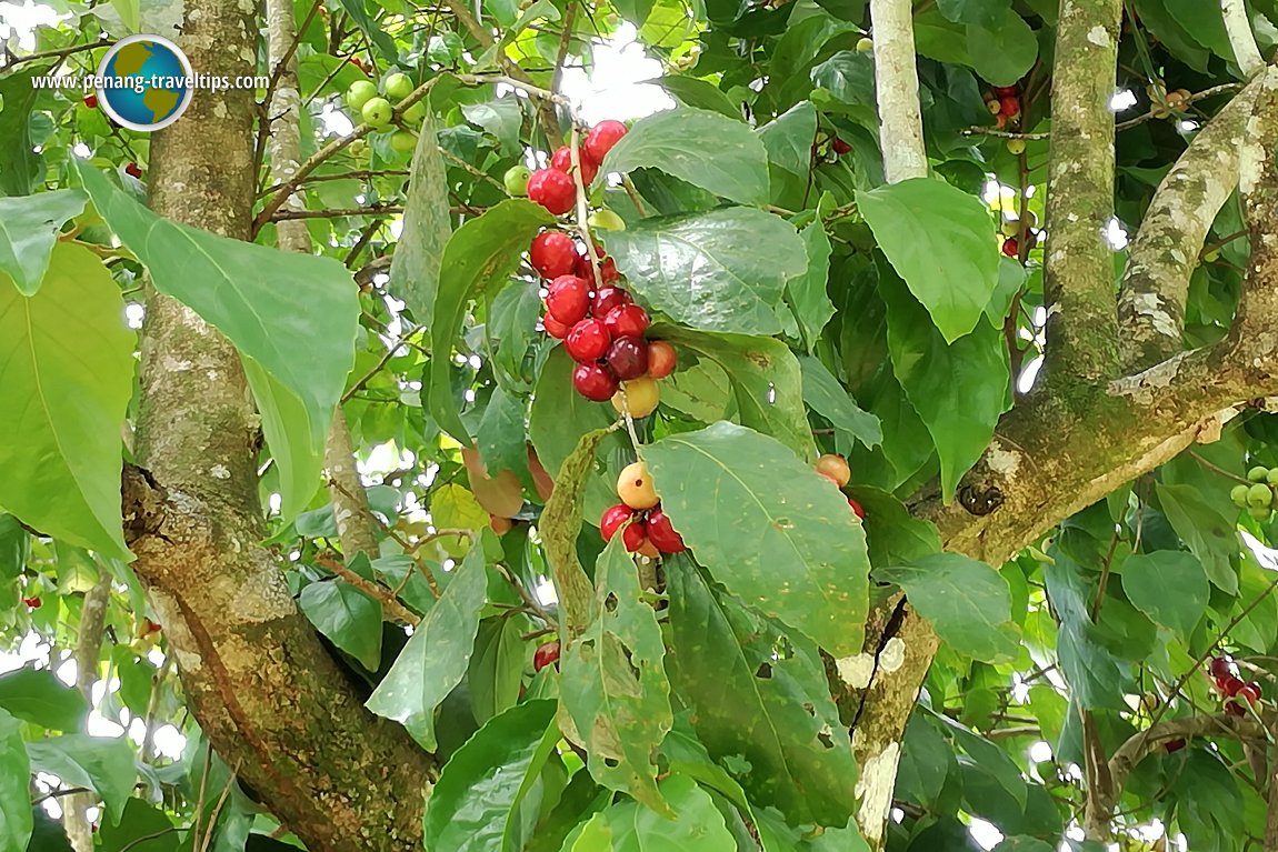 Tropical Fruit Farm Penang