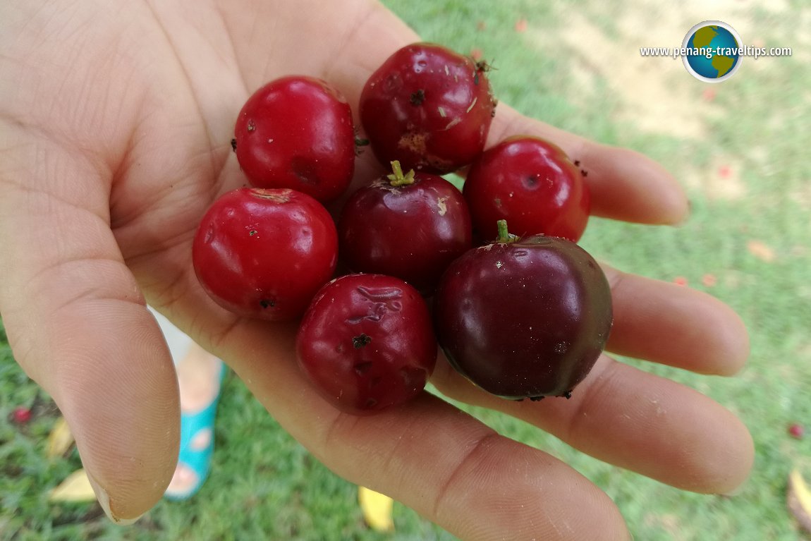 Tropical Fruit Farm Penang