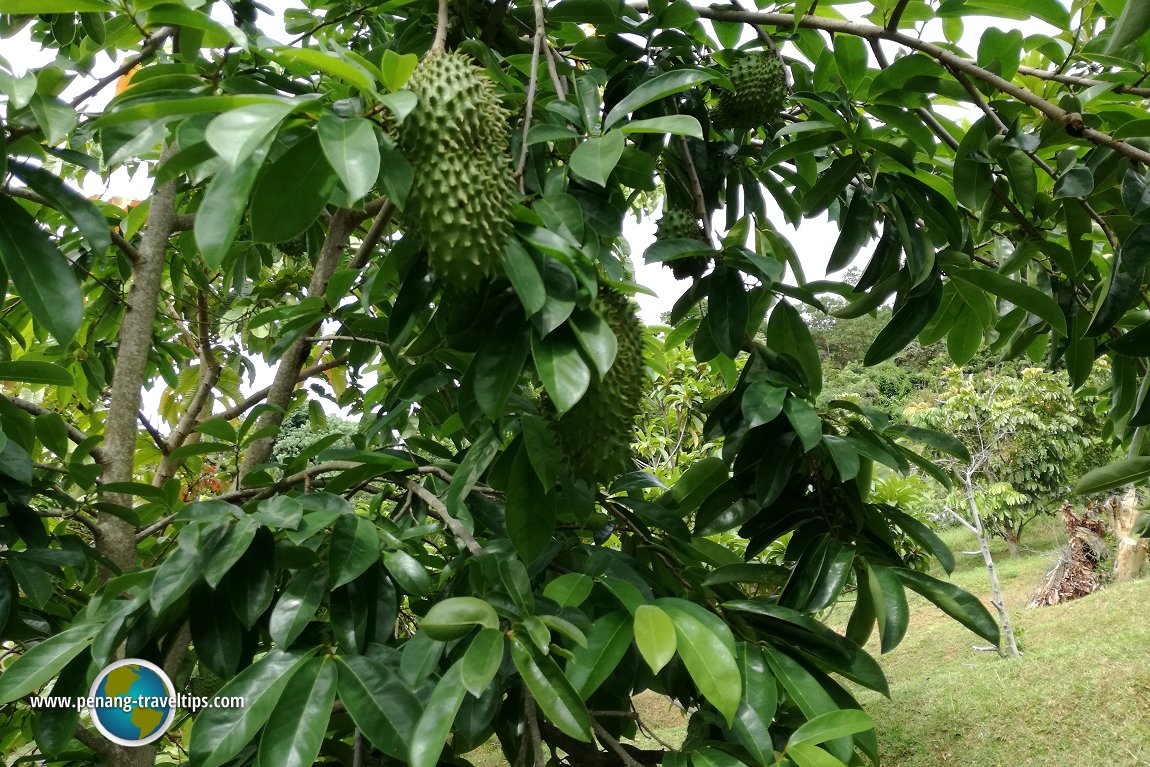 Tropical Fruit Farm Penang