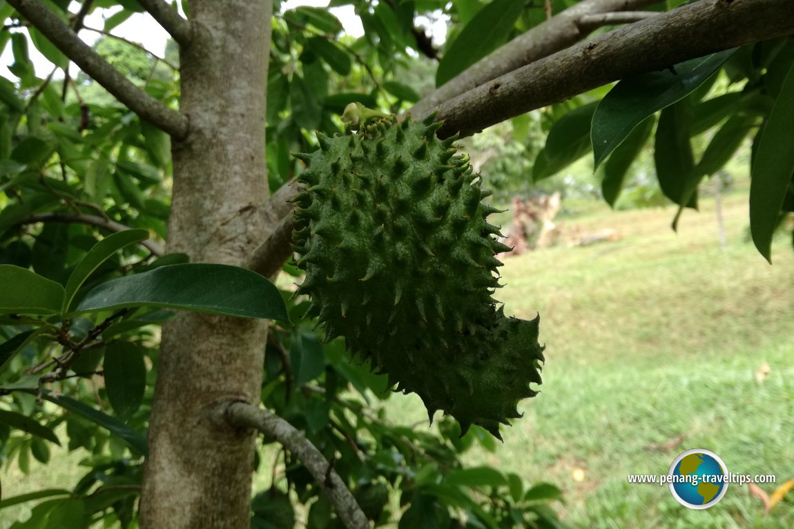 Tropical Fruit Farm Penang