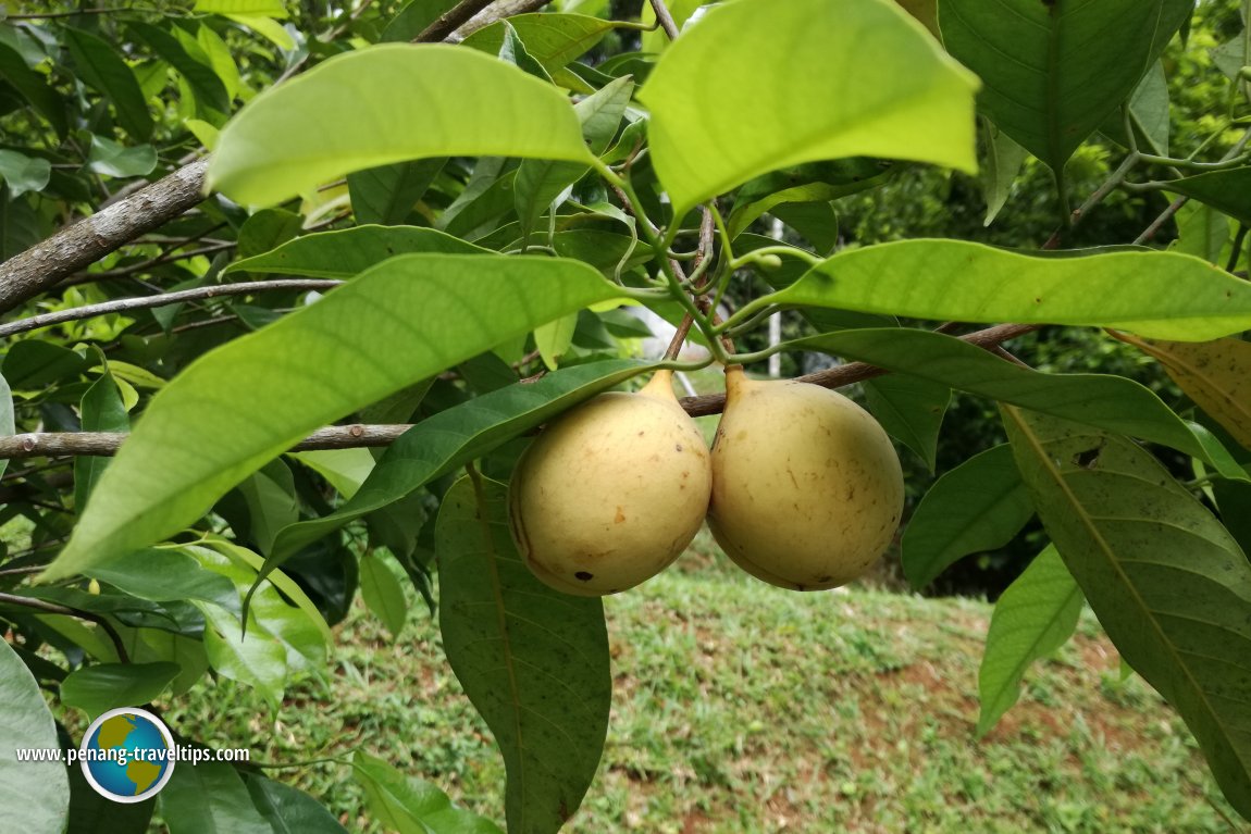 Tropical Fruit Farm Penang