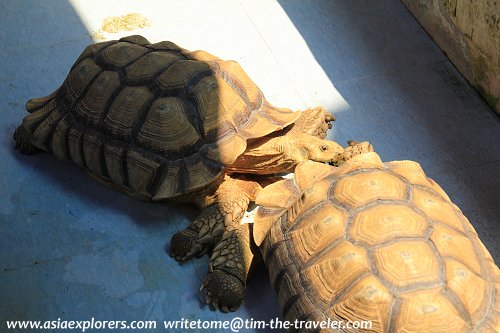 African Tortoise