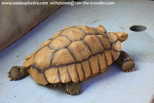 African Tortoise