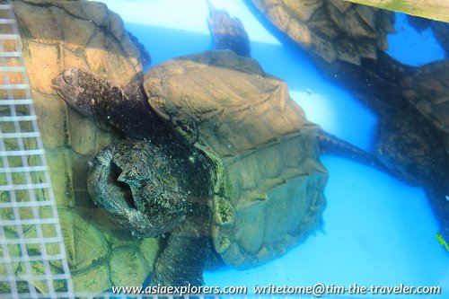 Alligator Snapping Turtle