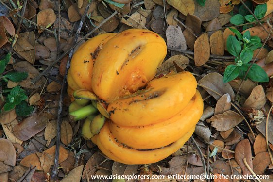 Asam Gelugor, Singapore Botanic Gardens