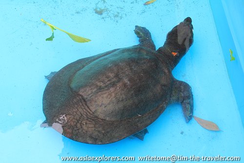 Asian Soft Shelled Turtle