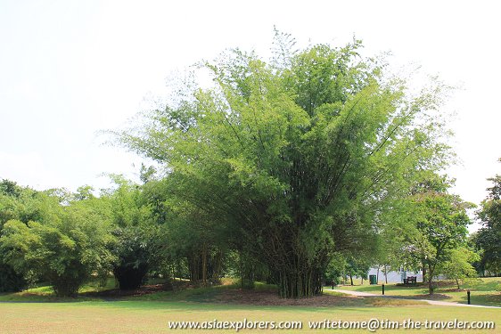 Bamboo Garden, Singapore Botanic Gardens