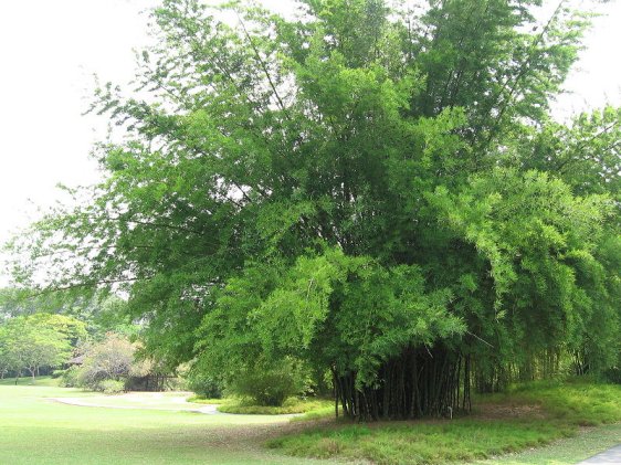 Bamboo grove, Singapore Botanic Gardens