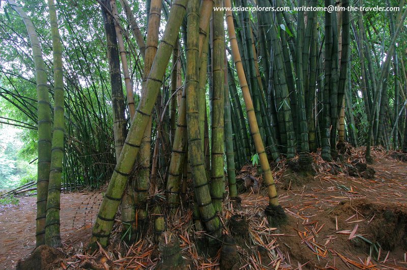 A bamboo grove at Peradeniya Botanical Gardens