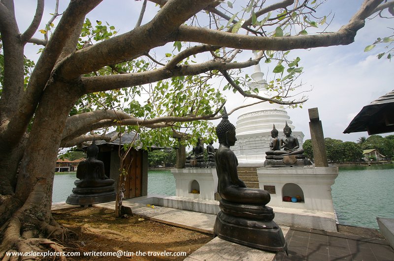 A bodhi tree at Seema Malakaya