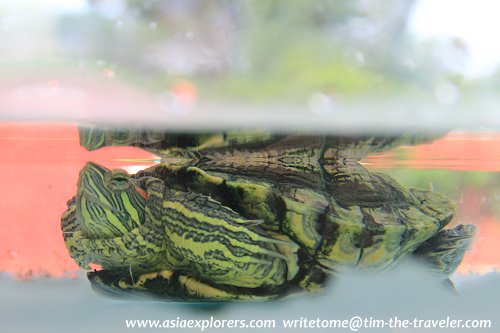 Burmese Peacock Turtle