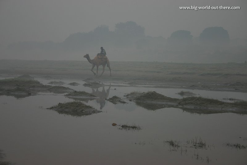 Camel by the Yamuna