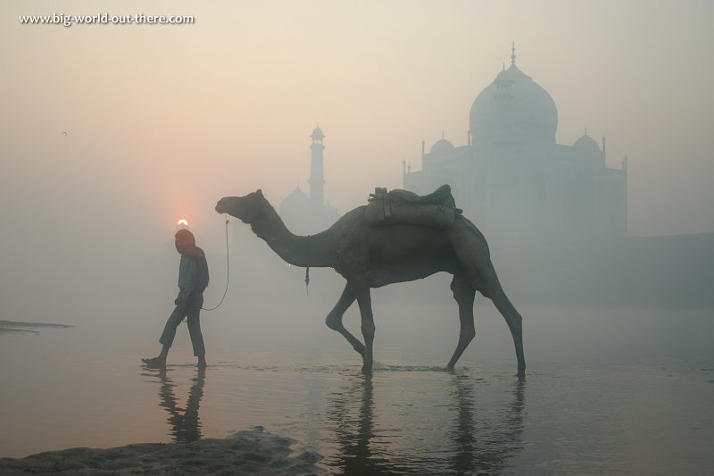 Camel walking on the Yamuna