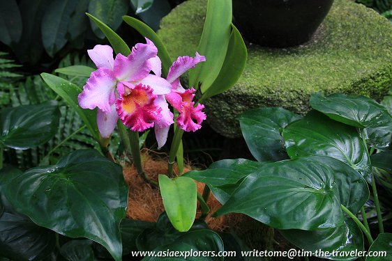 Cattleya, National Orchid Garden, Singapore