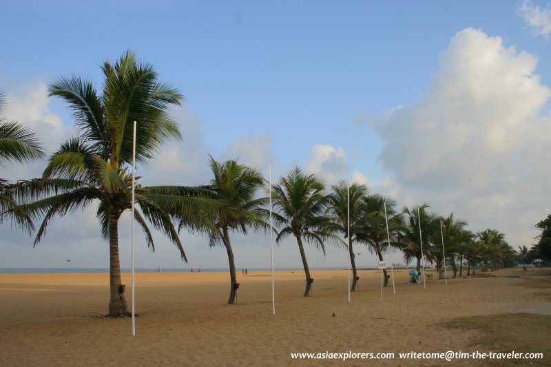 Coconut palms at Negombo