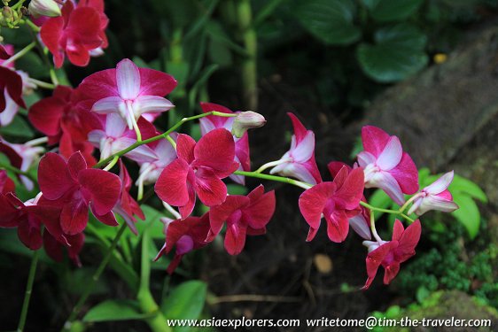 Dendrobiums, National Orchid Garden, Singapore