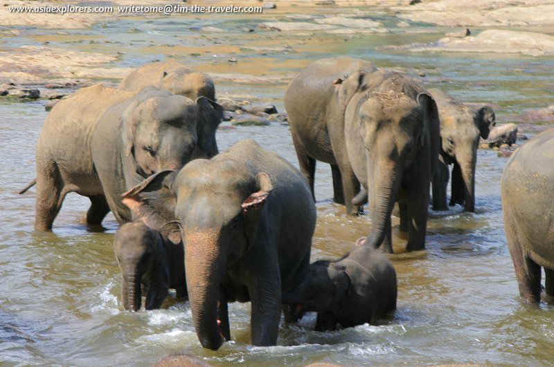 Pinnawela Elephant Orphanage