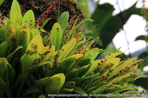 Epiphytic orchids, Coolhouse, Singapore Botanic Gardens