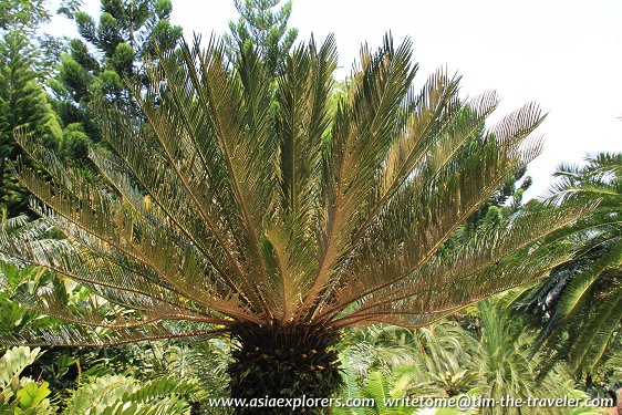 Evolution Garden Walk, Singapore Botanic Gardens