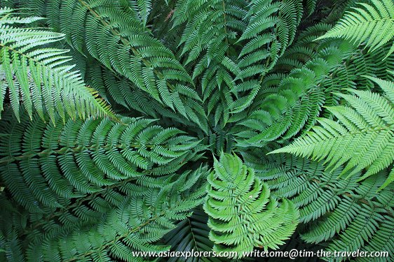 Ferns, Coolhouse, Singapore Botanic Gardens