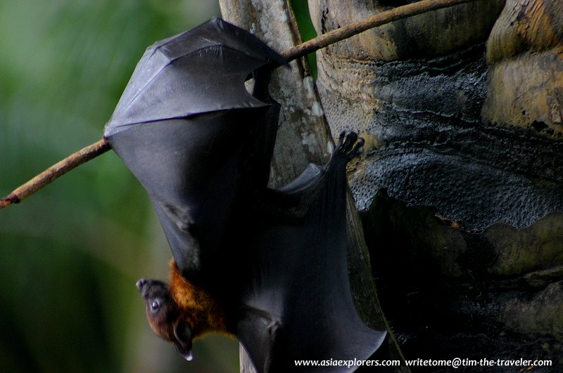 A fruit bat at Peradeniya Botanical Gardens