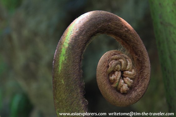 Giant fern unfurling at the Evolution Garden, Singapore Botanic Gardens