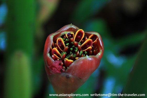 Details of a ginger flower, Singapore Botanic Gardens