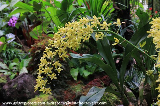 Grammatophyllum, National Orchid Garden, Singapore