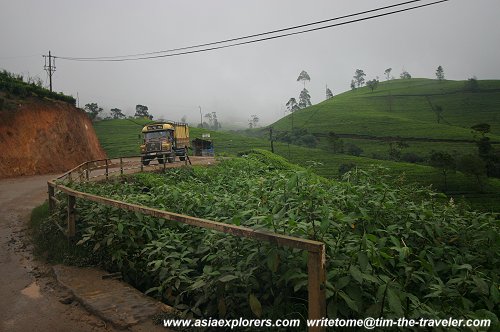 Hill road through the tea plantations at Nuwara Eliya