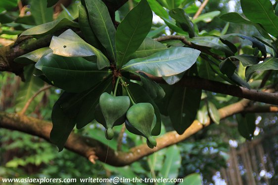 Indian Putat (Barringtonia acutangula), Singapore Botanic Gardens