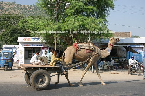 Children riding a camel cart in Jaipur