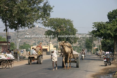 Camels in the streets of Jaipur