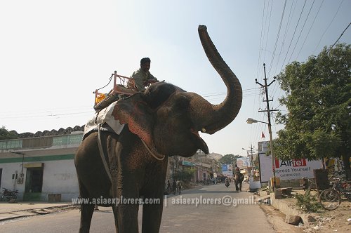 Elephant in the streets of Jaipur