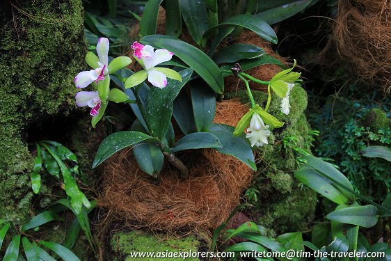 Laelia, National Orchid Garden, Singapore