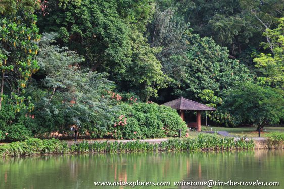 Lakeside at Swan Lake, Singapore Botanic Gardens