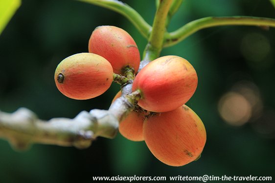 Liberian Coffee, Singapore Botanic Gardens