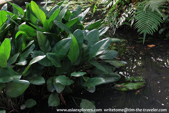 Marsh Garden, Singapore Botanic Gardens