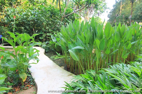 Marsh Garden, Singapore Botanic Gardens