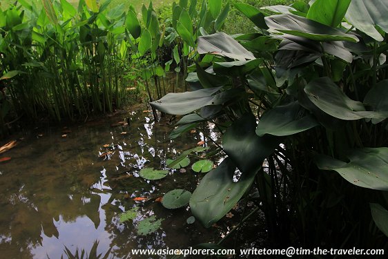 Marsh Garden, Singapore Botanic Gardens