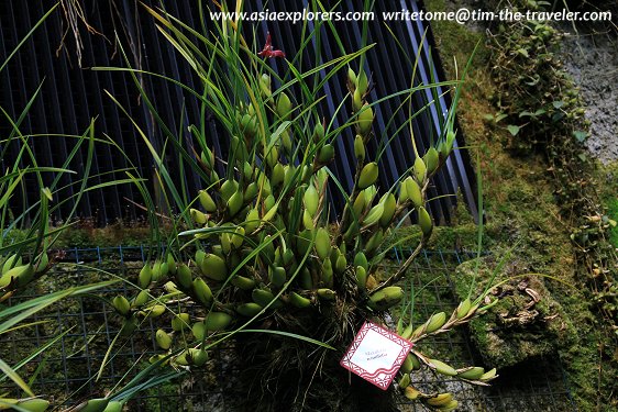 Maxillaria tenuifolia, Coolhouse, Singapore Botanic Gardens