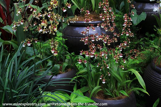 Oncidiums, National Orchid Garden, Singapore
