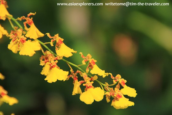 Oncidiums, National Orchid Garden, Singapore