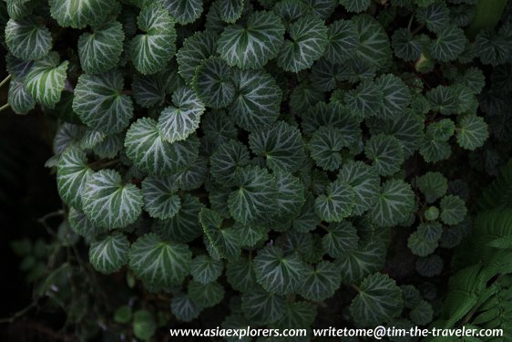 Pennywort, Coolhouse, Singapore Botanic Gardens